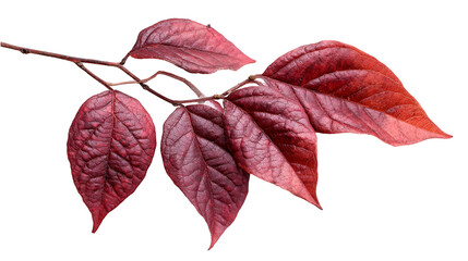 Dark red autumn leaves on a branch isolated on black background