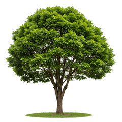 Isolated Green Tree Illustration On Transparent Background For Design Elements