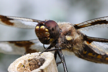Blue Dragonfly Eyes 06