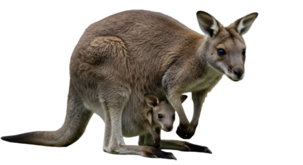 Isolated Photo Of Mother Kangaroo And Baby With Brown Fur And Transparent Background