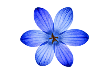 a blue flower with a yellow center on a white background