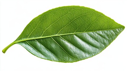 Obraz premium A vibrant, single, green leaf with prominent veins, isolated on a white background. Detailed texture visible