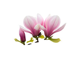 Fototapeta premium Isolated Pink Magnolia Blossoms Illustration With Transparent Background