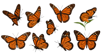 Isolated Monarch Butterflies Illustration On Transparent Black Background