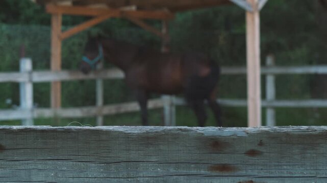 An adult purebred horse, out of focus, is in an enclosure behind a wooden fence, equestrian sports club concept, horse breeding