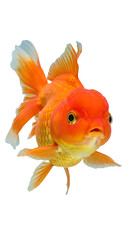 Isolated Orange Goldfish Illustration On Transparent Background