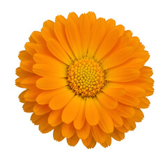 Isolated Orange Flower Macro Photo Realistic Detail on Transparent Background
