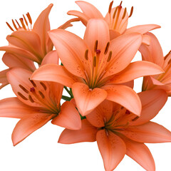 Isolated Orange Lily Flowers PNG: Detailed Floral Arrangement on Transparent