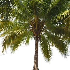 Isolated Palm Tree PNG Photo On Transparent Background With Green Leaves