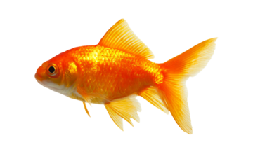 a goldfish swimming in a white water
