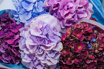 A luxurious bouquet of different shades of lilac hydrangeas. Bunch of many colorful fragrant flowers. Floristry and floral design concept. Floral texture