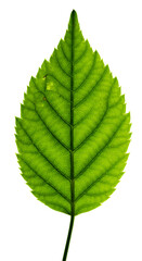 Fototapeta premium Isolated Leaf Photo With Green Veins On Transparent Background Detail