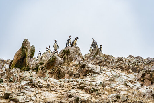 A group of Humboldt penguins on the rugged rocks on the Ballestas Islands, Peru.