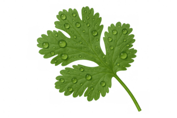 Verdant coriander leaf sparkling with dewy moisture, clean transparency highlighting crisp herb details for design use