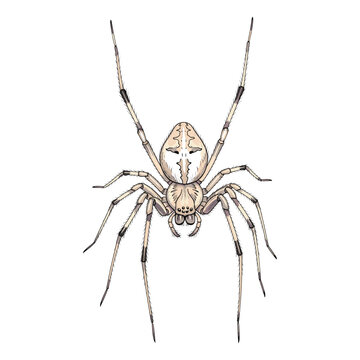 Pale Spider Watercolor Sublimation