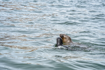 Fototapeta premium Two sea lions, mother and pup, swim side by side in the calm waters off the Ballestas Islands, Peru. Marine mammals in the Pacific Ocean.