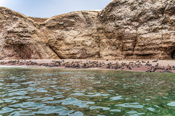 A large colony of sea lions a rocky beach at the Ballestas Islands in Peru