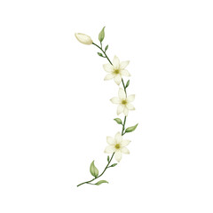 Fototapeta premium watercolor jasmine flower
