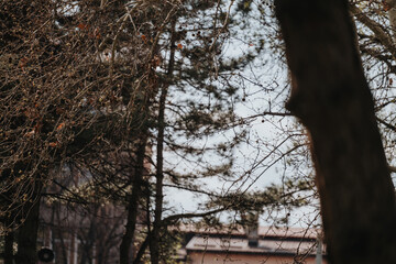 Bare branches of trees fill the foreground, evoking a peaceful and transitional seasonal atmosphere.