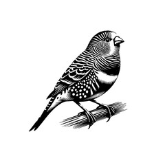 Fototapeta premium Detailed Black and White Illustration of a Perched Zebra Finch.