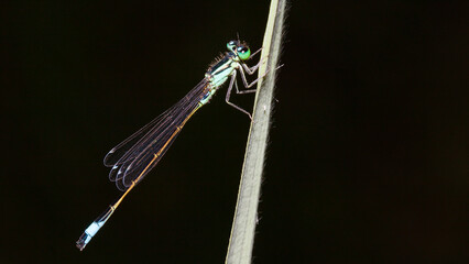 dragonfly on a branch