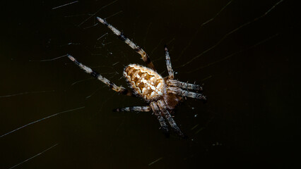 spider on the web