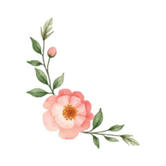 watercolor peony flower