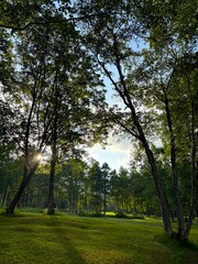 Obraz premium In summer, a wooded area with sunlight filtering through tall trees, casting long shadows on the grass below. The forest exudes tranquility and invites quiet reflection in nature.