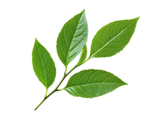 Obraz premium Fresh green leaves on a branch isolated on a transparent background for botanical illustrations