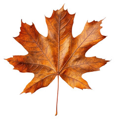 Fototapeta premium PNG Maple leaf photography illustration botanical.