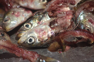 Fish scraps close up