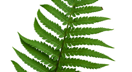 Isolated Realistic Illustration Of A Lush Green Fern Leaf On Black Background