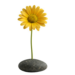 Isolated Yellow Flower Illustration On Transparent Background Beauty In Bloom