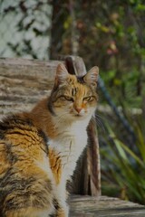 Fototapeta premium Gato mirando a cámara