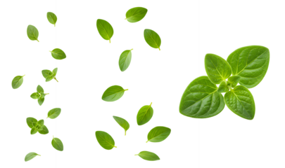 fresh oregano leaves falling down PNG. oregano herb leaves flying isolated. Aromatic herb oregano for cooking and food preparations PNG. Oregano leaf isolated