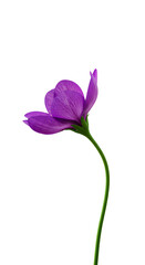 Isolated Purple Flower Illustration On Transparent Background For Design