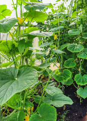 A young cucumber plant growing on a plantation in a greenhouse, close-up, vertical