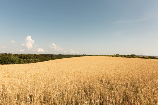 Grand champ de bl&eacute; au premier plan avec des arbres verts et un ciel bleu en arri&egrave;re-plan, Provence, sud de la France