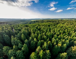 dense foliage of evergreen pine trees stretching as far as the eye can see from a drone s bird s eye view in a vast forest landscape tree canopy evergreen pines
