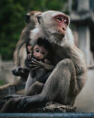 Mother Monkey Tenderly Holding Her Baby in Natural Habitat