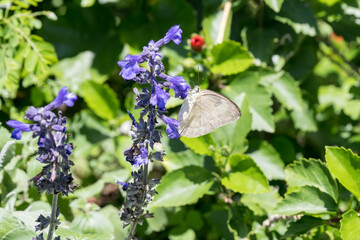 A common emigrant butterfly (Catopsilia pomona) on the Mealycup sage.