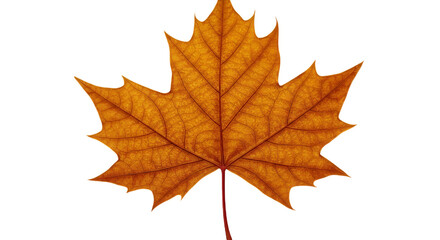 Fototapeta premium Isolated Realistic Autumnal Leaf With Orange And Brown Colors On Transparent Background
