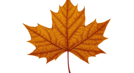 Isolated Realistic Autumnal Leaf With Orange And Brown Colors On Transparent Background