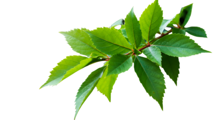 Isolated Realistic Green Leaf Branch On Transparent Background Photography