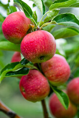Ripe red apples on the tree in the orchard after rain.