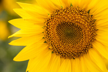 Close-up of a Sunflower Head with Black Seeds and Yellow Petals.
