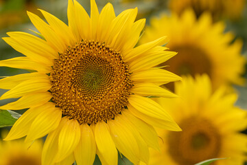 Close-up of a Sunflower Head with Black Seeds and Yellow Petals.