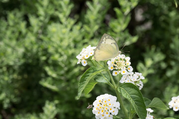A common emigrant butterfly (Catopsilia pomona) on the white Lantana flowers.