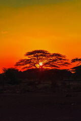 An umbrella thorn acacia tree against a golden sunset at Marsabit in Kenya 