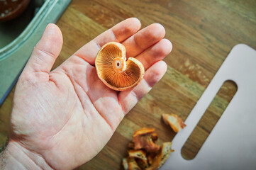 Man's hand holding a small saffron milk cap to examinate if it is in good condition and clean to eat.